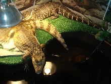 my pets soaking up some rays
