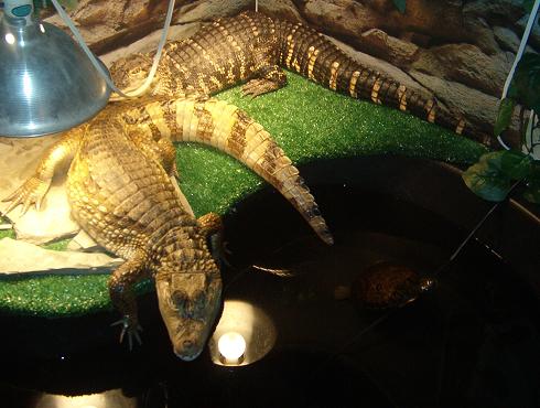 my pets soaking up some rays