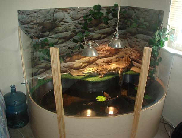 caiman sweet home