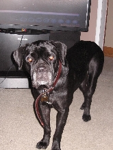 isabel
