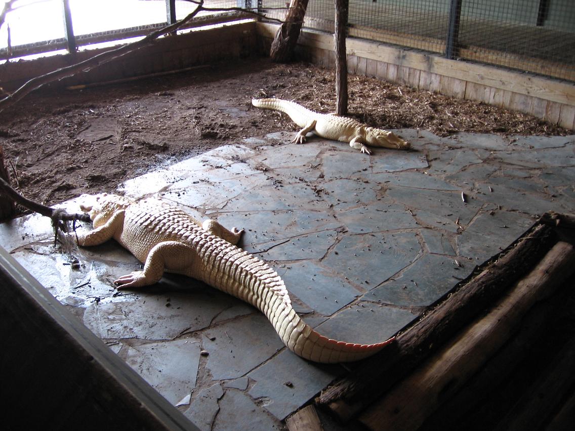 alligator adventure