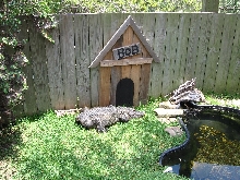 alligator adventure