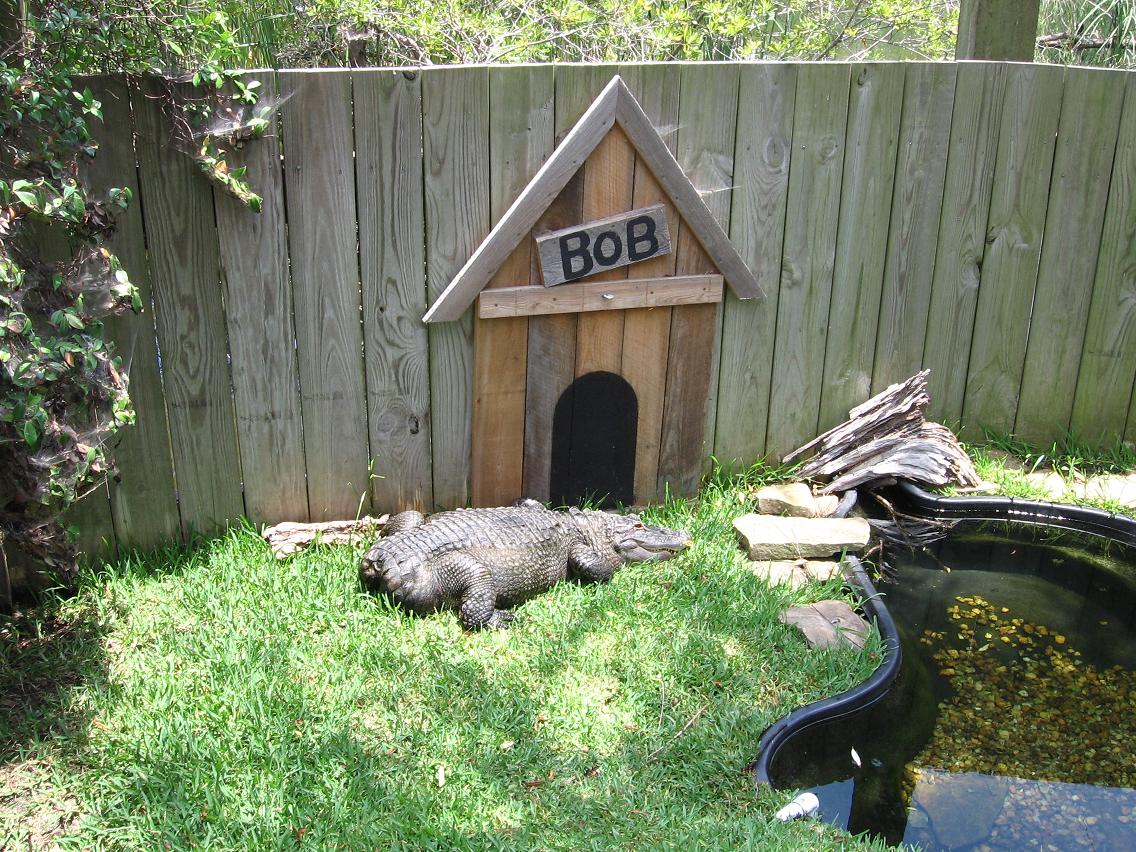 alligator adventure