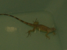 Frankie Bath - without flash