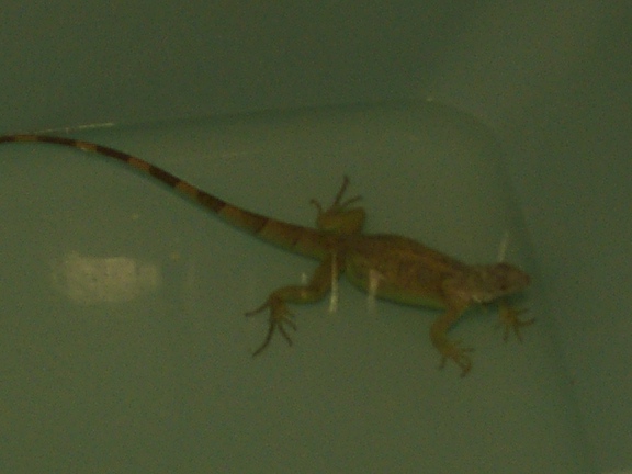Frankie Bath - without flash