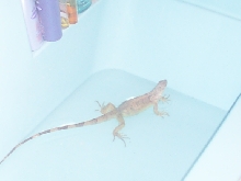 Frankie bath - with flash
