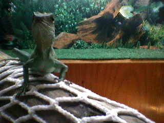 Nova - about 1yr old