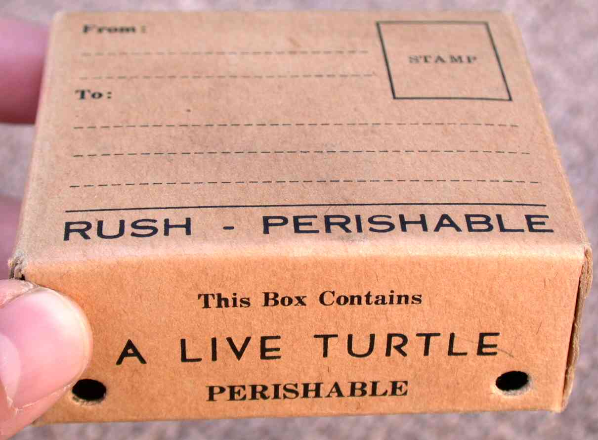 1932 Turtle Shipping Box