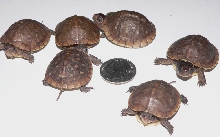 2008 CB 3 Toed Box turtles