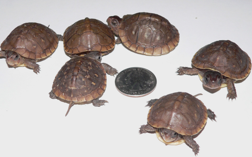 2008 CB 3 Toed Box turtles