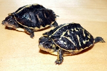 2008 Florida Hatchlings