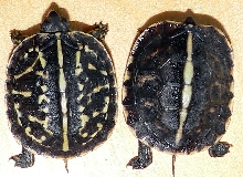 2008 Florida Hatchlings 2