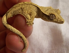 Crested Gecko