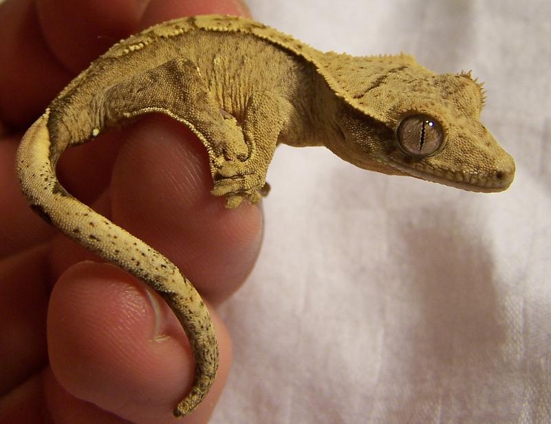 Crested Gecko