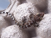 baby female tokay
