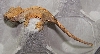 crested gecko