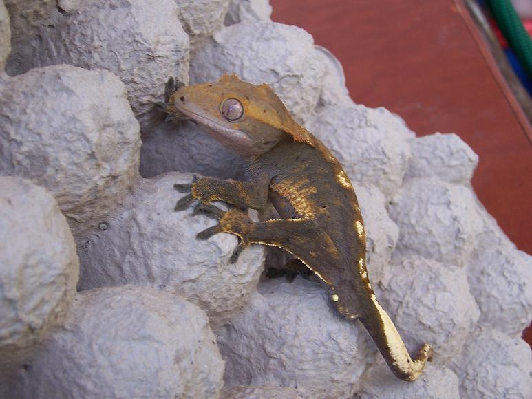 Crested Gecko