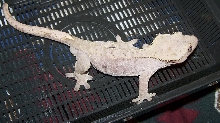 Gray Crested Gecko