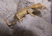Crested Gecko