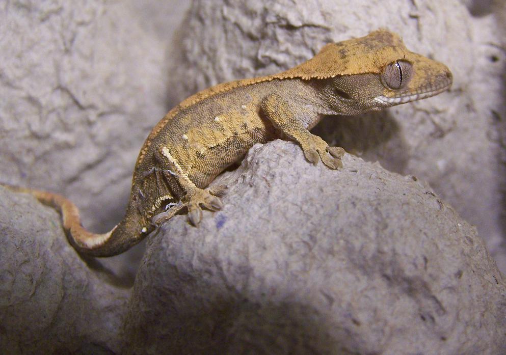 Crested Gecko