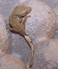 Crested Gecko