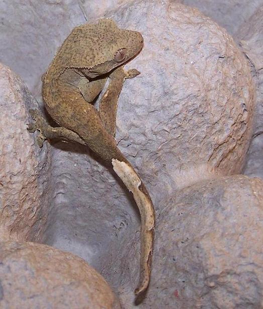 Crested Gecko