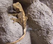 Crested Gecko