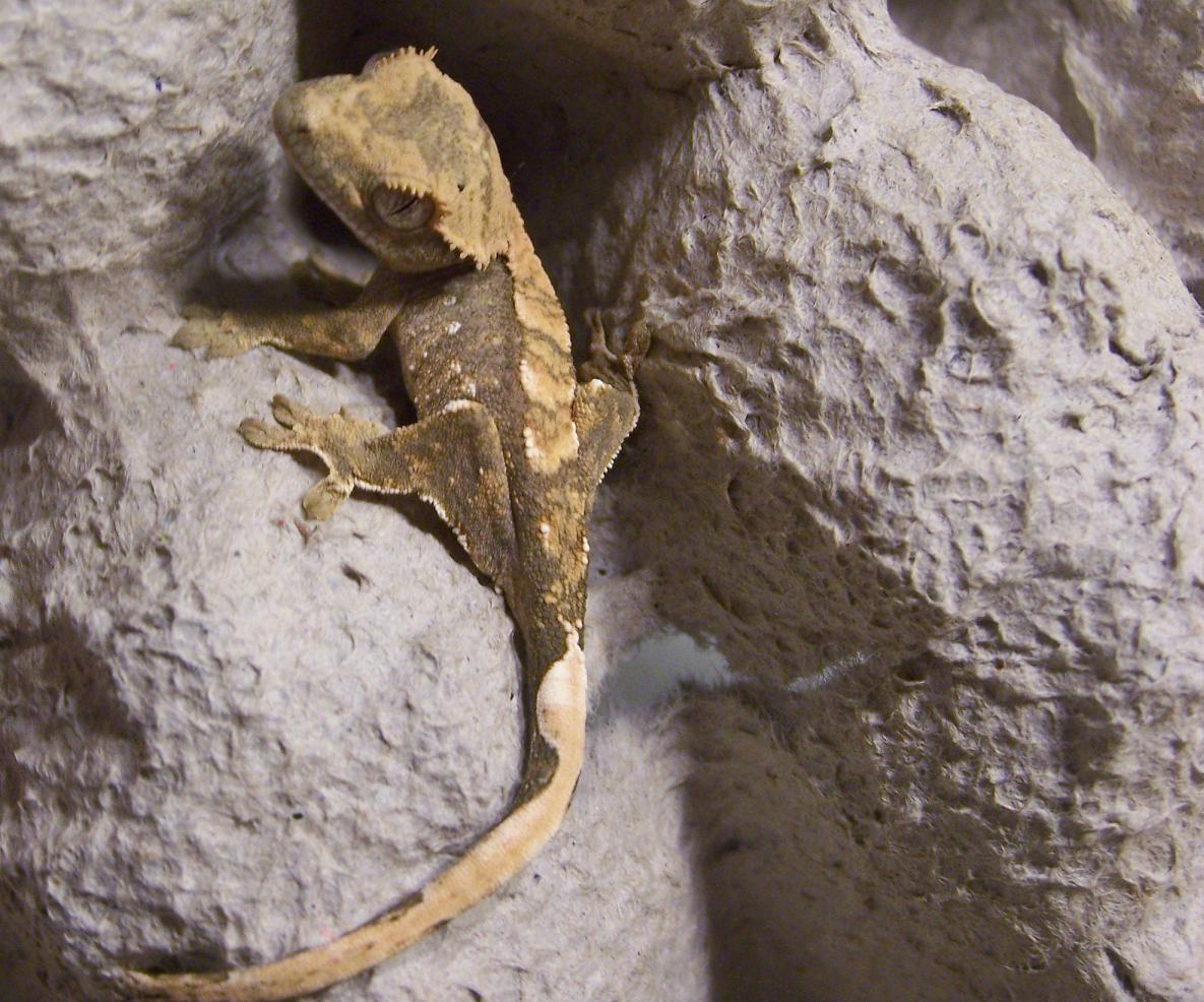 Crested Gecko