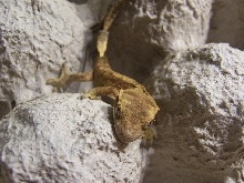 Crested Gecko