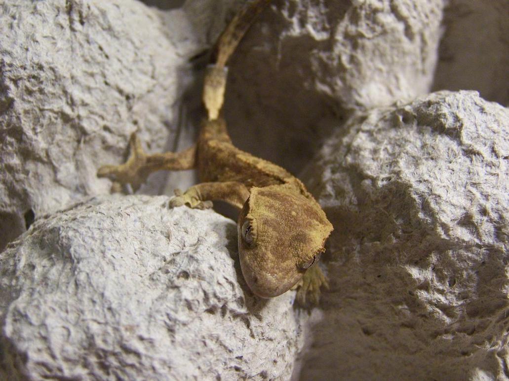 Crested Gecko