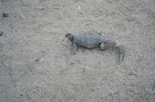 Wild Uromastyx in Iraq 03