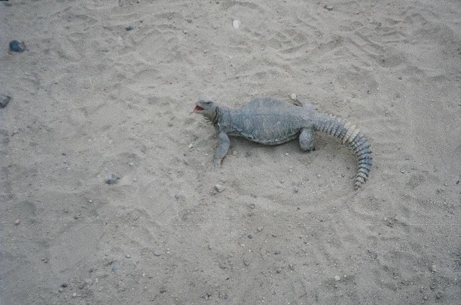 Wild Uromastyx in Iraq 03