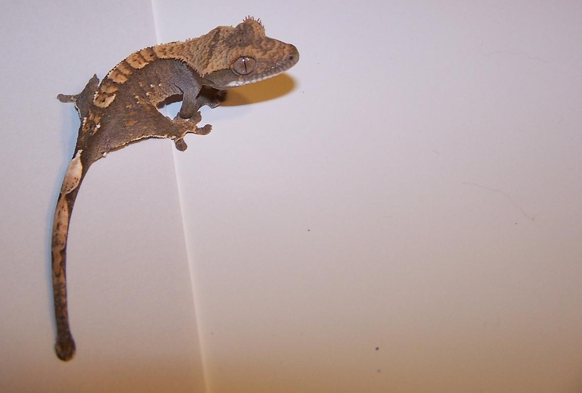 Crested gecko