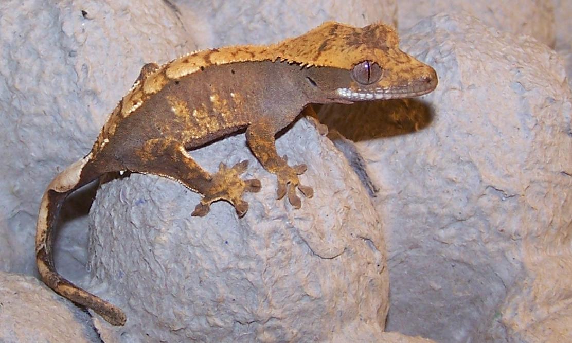 Crested Gecko