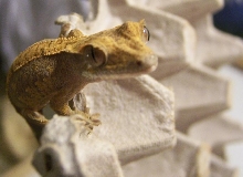 Crested Gecko