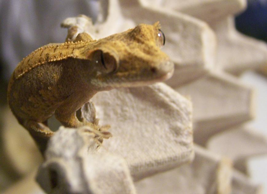 Crested Gecko