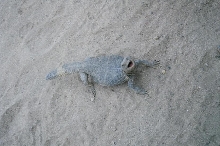 Wild Uromastyx in Iraq 02