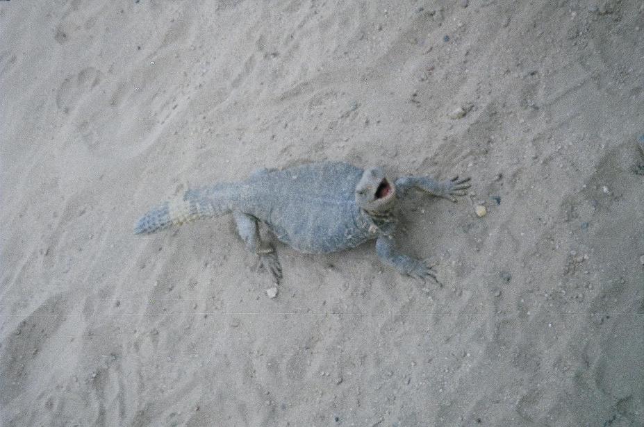 Wild Uromastyx in Iraq 02