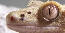 Crested Geckos Eye