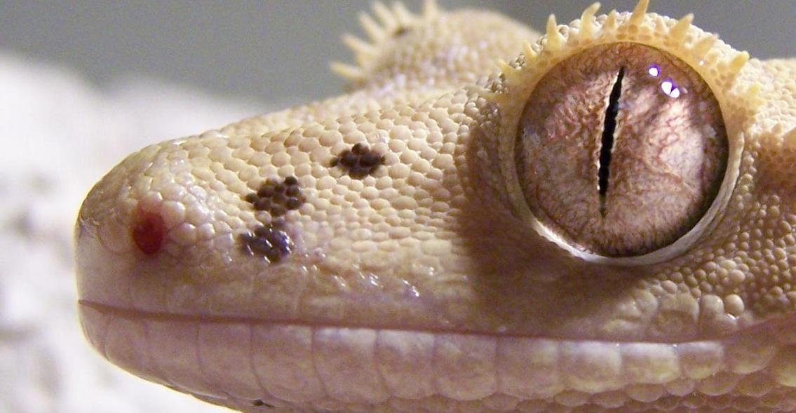 Crested Geckos Eye