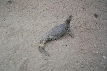 Wild Uromastyx in Iraq 01