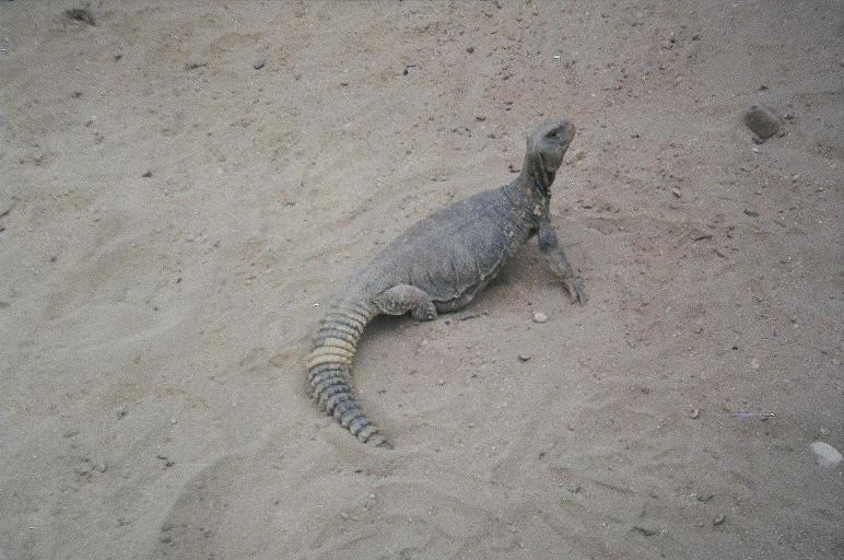 Wild Uromastyx in Iraq 01