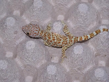 tokay male