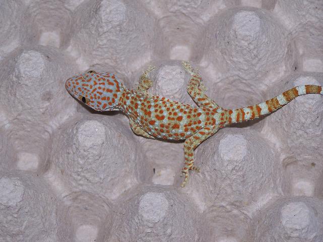 tokay male