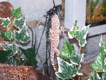 male breeder tokay