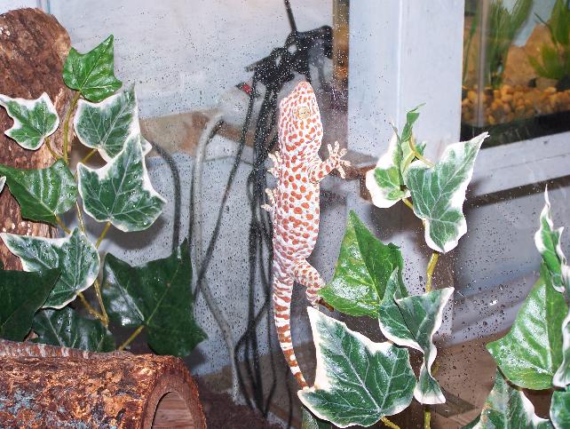 male breeder tokay