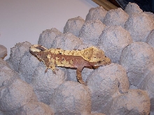 Red Harlequin