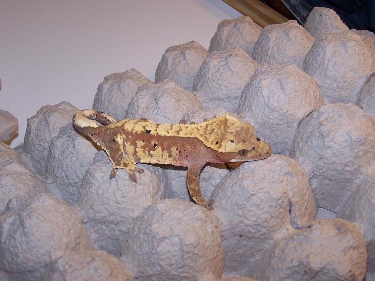 Red Harlequin