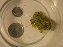 Ornate Horned Frog