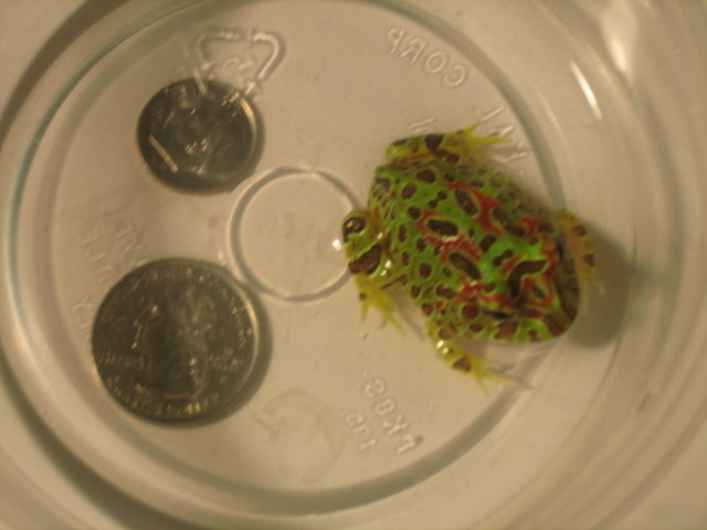 Ornate Horned Frog